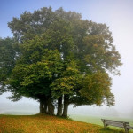 Properties of Trees