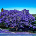 What Is The Fastest Growing Tree