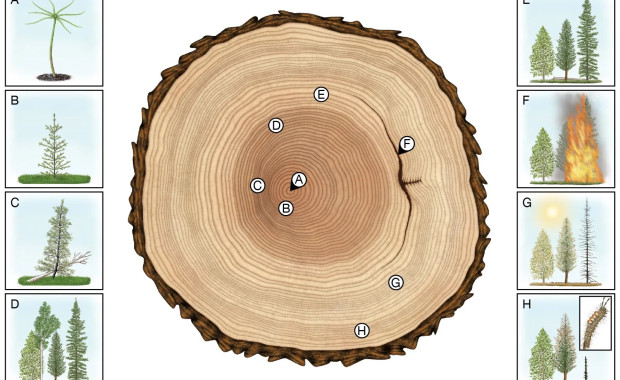 How do trees develop and grow?